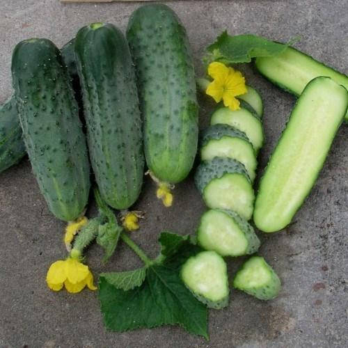 

Семена Огурец самоопыляющийся Аристократ F1 поштучно 10 семян NongWoo Bio