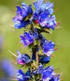 

Синяк семена, 1 кг