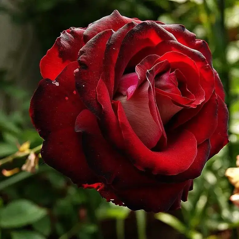 

Роза чайно-гибридная "КАРДИНАЛ" ('Kardinal')