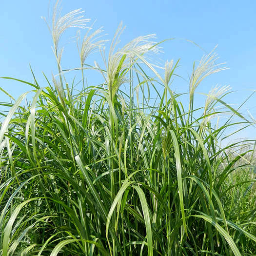 

Мискантус китайский 'Late Hybrids' . Контейнер 3 л