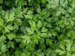 

Петрушка Пионе 10г