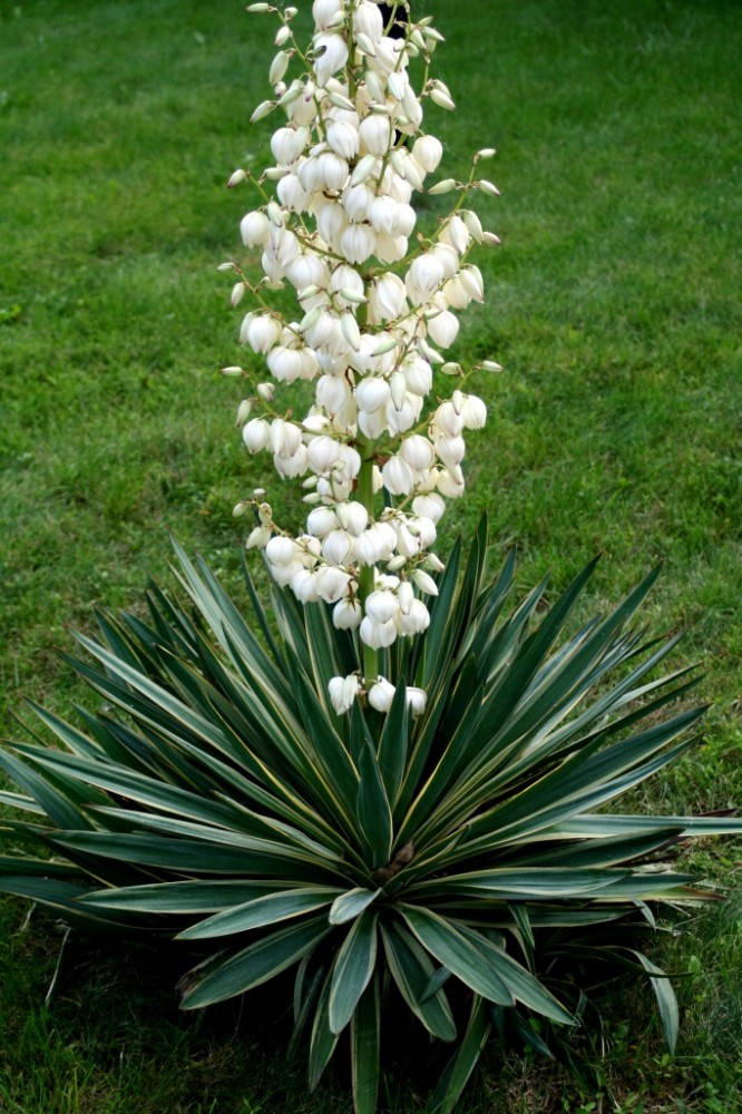 

Юкка нитчатая ( саженцы 3 года )