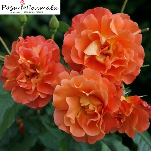 

Вестерленд (Westerland)