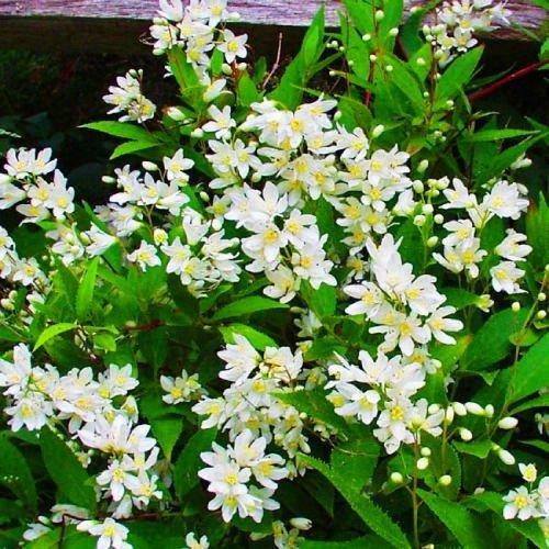 

Дейция Nikko (саженцы)