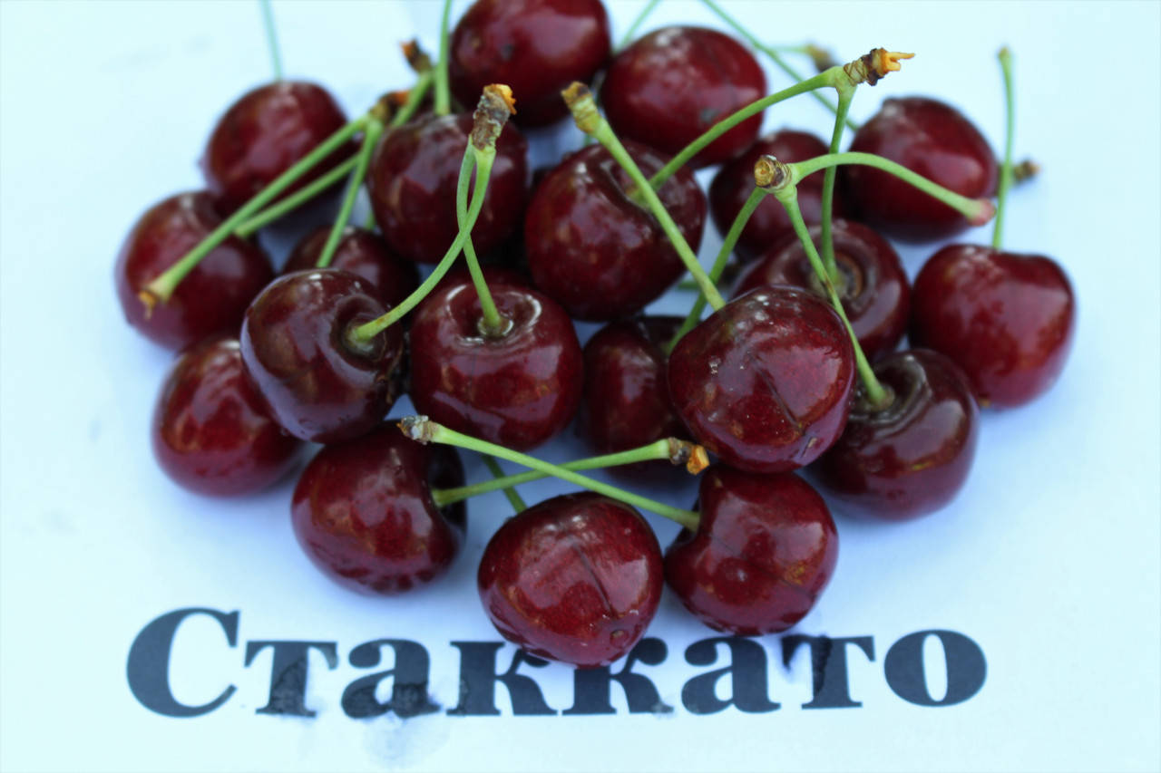 

Саженцы черешни Стаккато (Staccato)
