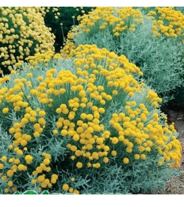 

Сантоліна блакитна /Santolina chamaecyparissus /Santolina blue/ Сантолина голубая, р9 горщик