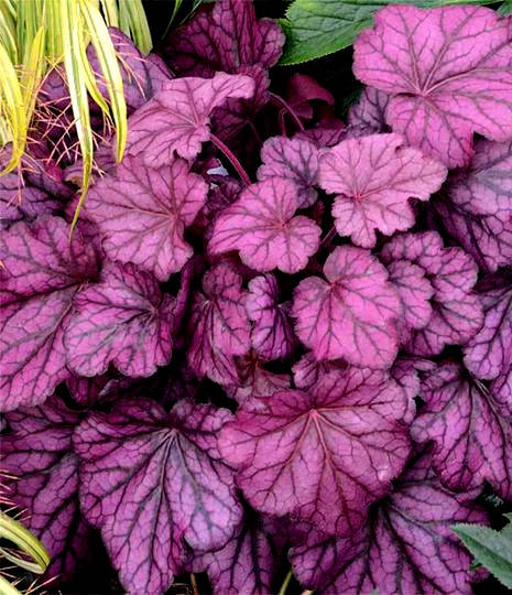 

Гейхера Энкор \ Heucherа Encore ( саженцы ЗКС) НОВИНКА