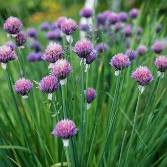 

Шнитт-лук, Allium schoenoprasum