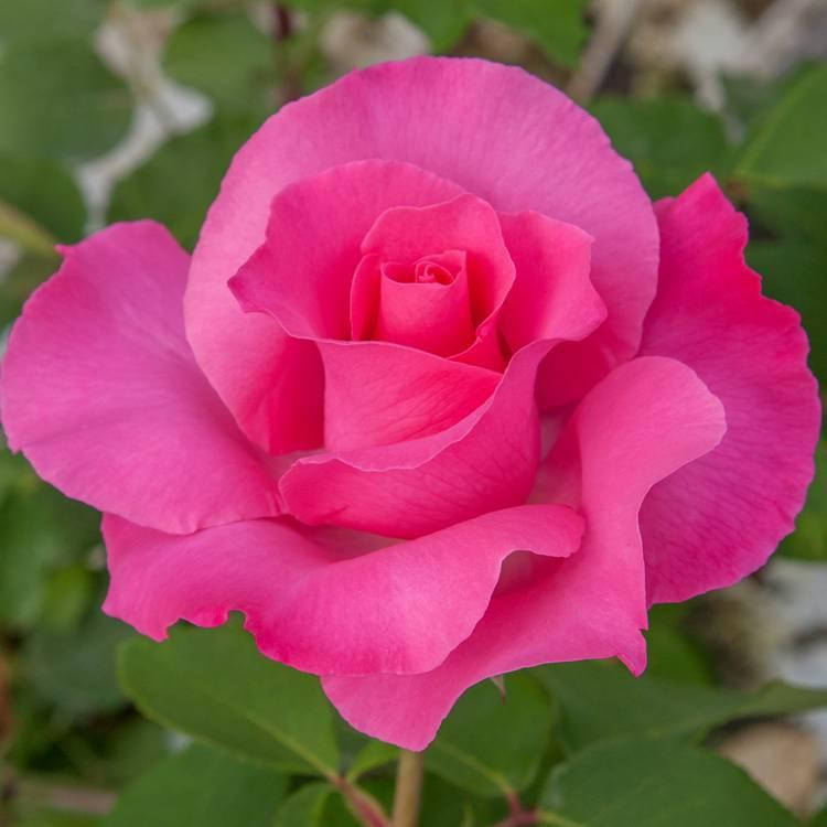 

Саженцы розы "McCartney Rose" (Маккартни Роуз)