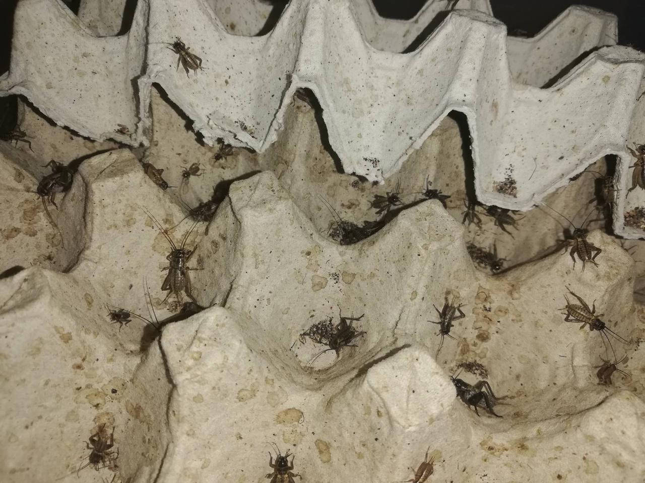 

Банановый сверчок. Gryllus locorojo.