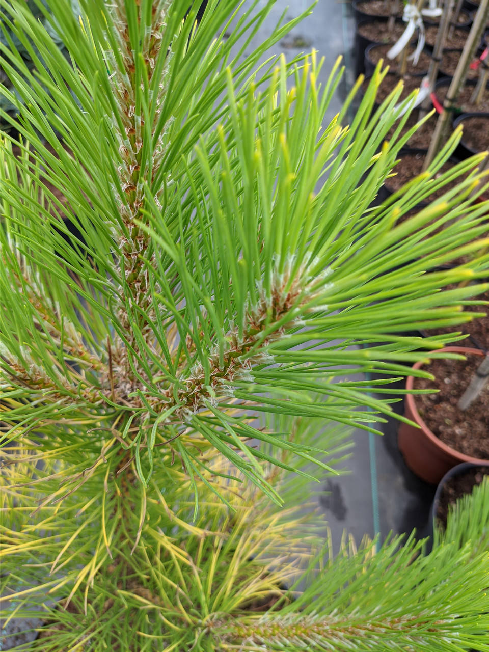 

Pinus nigra Goldfinger C-7.5