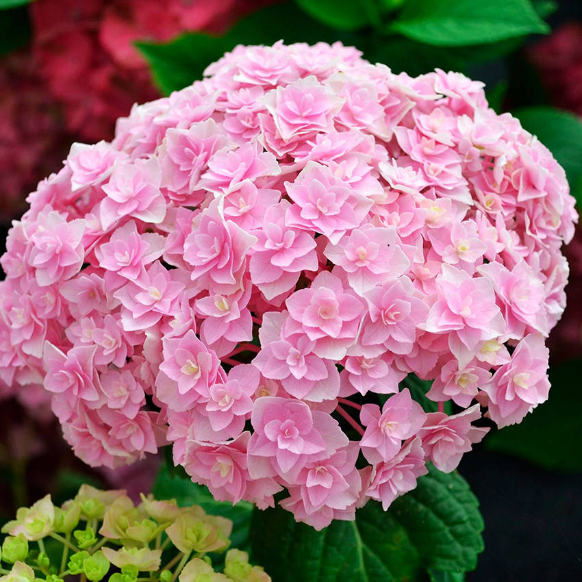 

Гортензия крупнолистная Доппио Нувола / Р12 / Hydrangea Doppio Nuvola