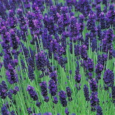 

Лаванда Lavance Purple