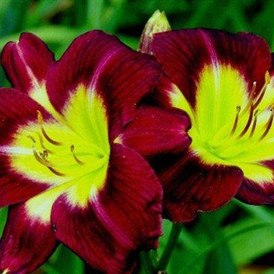 

Лилейник Night Beacon (саженцы)