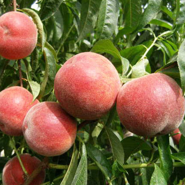 

Саженцы персика «Фрост» (Frost) - 2-летний