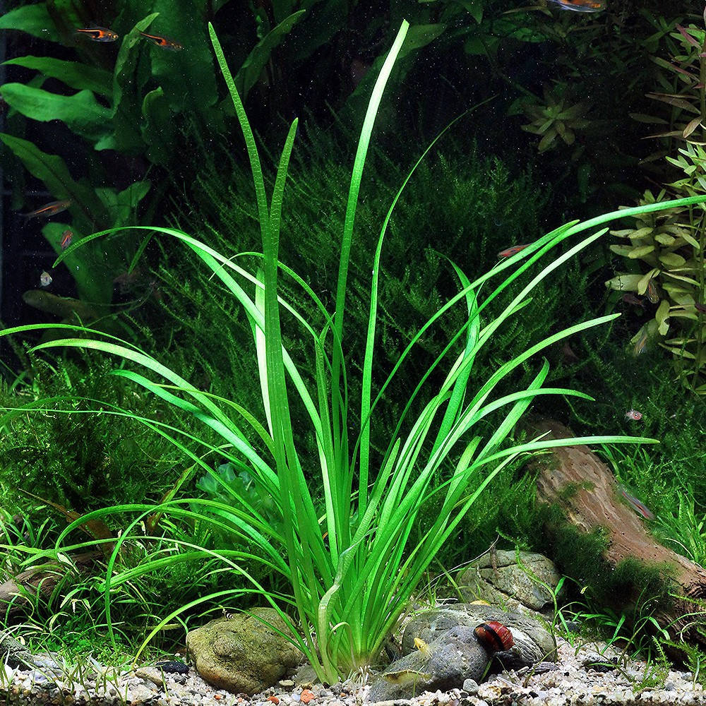 

Аквариумное растение Саггитария