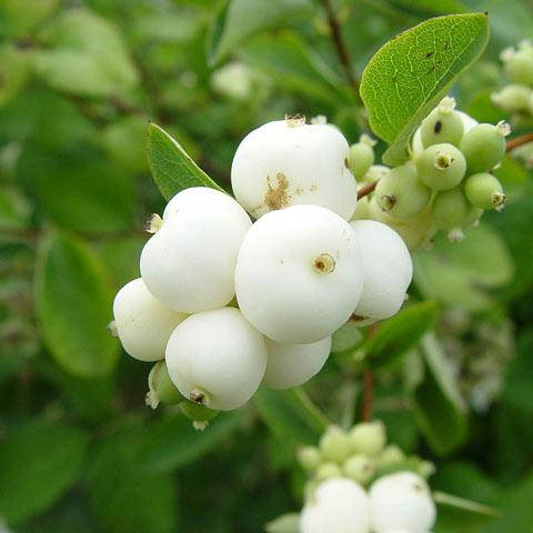 

Снежноягодник белый, Symphoricarpos albus