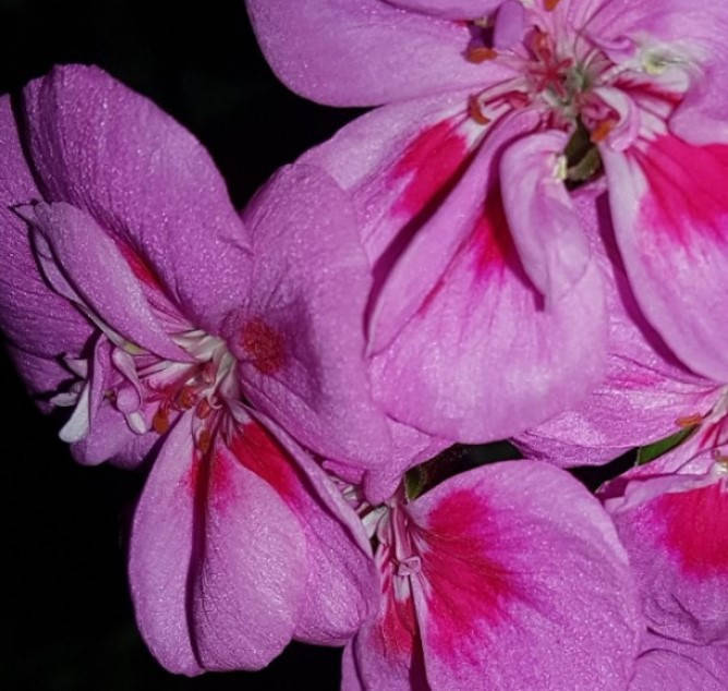 

Пеларгония зональная розовая, Pelargonium zonale, Розовый