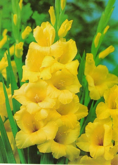 

Гладиолус Morning Gold 3 шт./уп., крупноцветковый