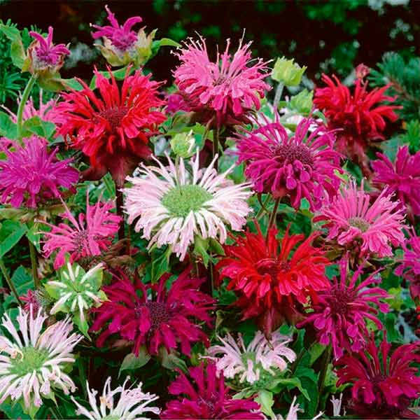 

Семена цветов Монарда двойчатая Panorama Mix 10 шт PanAmerikan, Синий