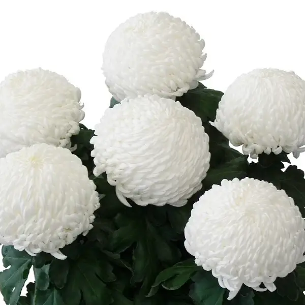 

Хризантема великоквіткова горшкова Sunberry White