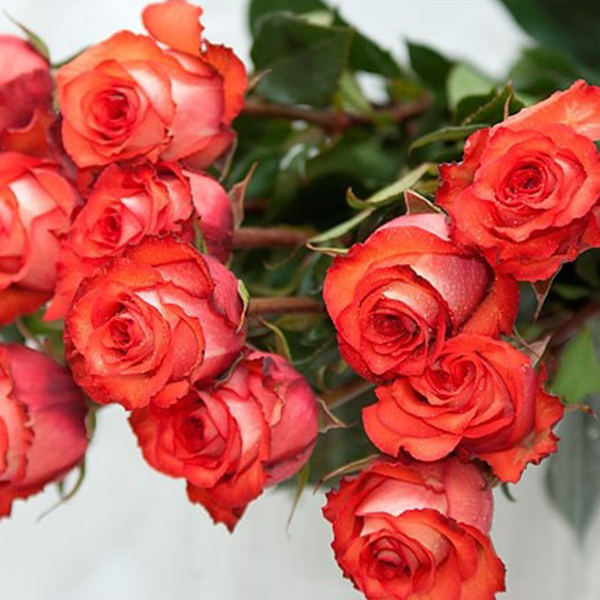 

Саженцы роз «Игуана» (чайно-гибридных) ЗКС