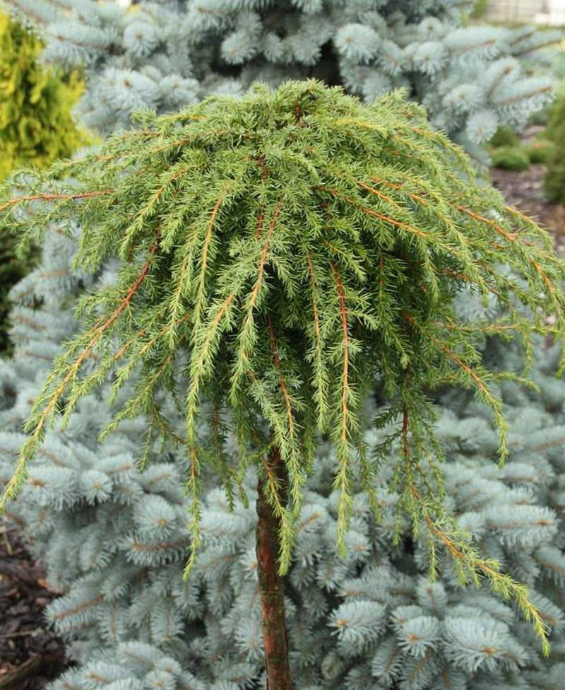 

Juniperus squamata Dream Joy C-5