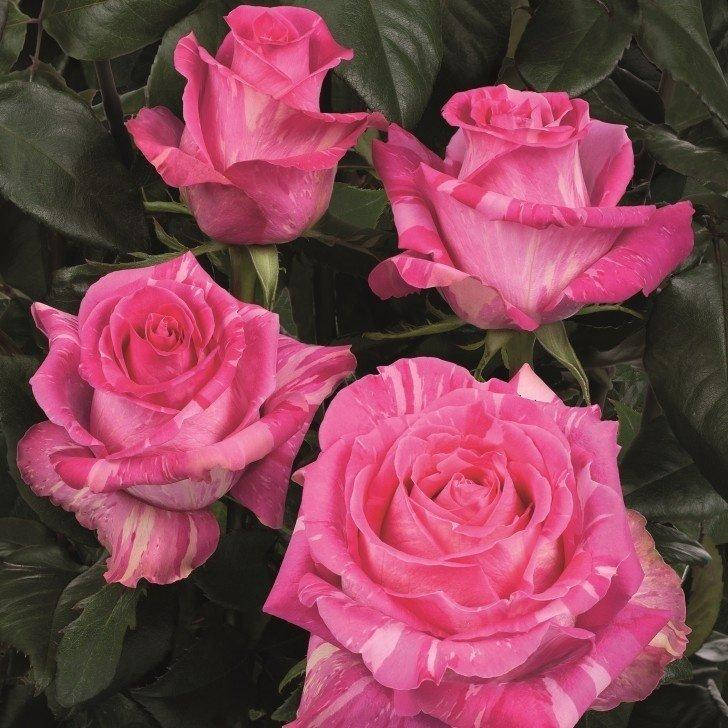 

Саженцы розы "Wild Topaz" (Вайлд Топаз)