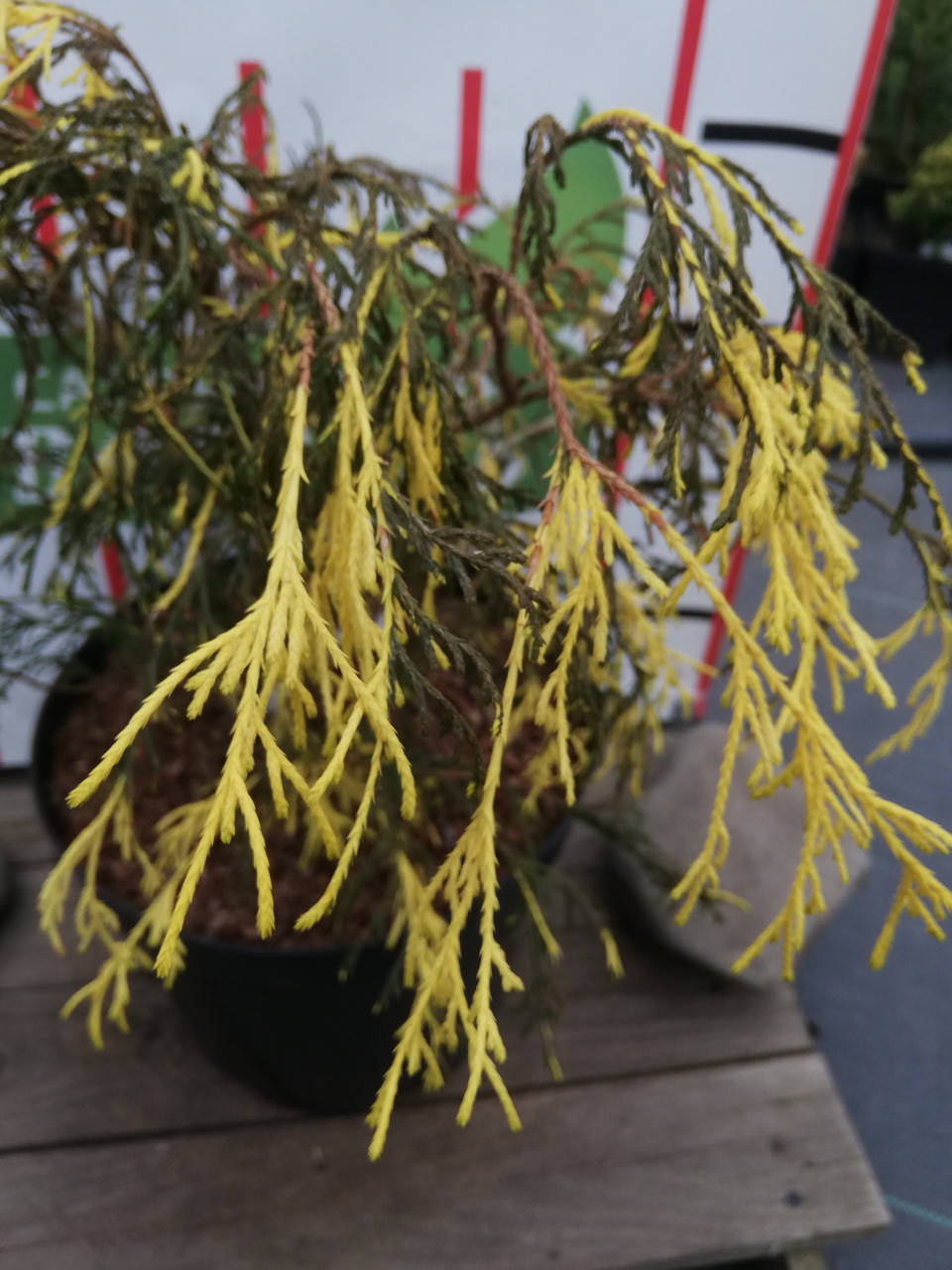 

Кипарисовик горохоплідний Нана/Chamaecyparis pisifera Nana Albovarieg С7.5 /Н 40