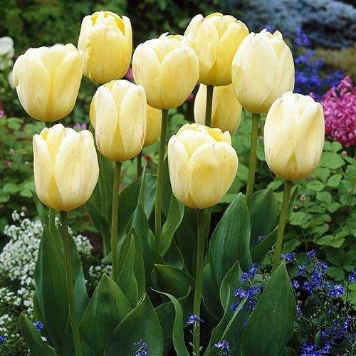 

Тюльпан Ivory Floradale (луковицы) 3 шт