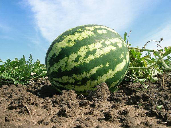 

Продюсер Ау