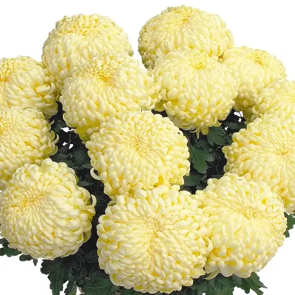 

Хризантема великоквіткова горшкова Komodo Cream