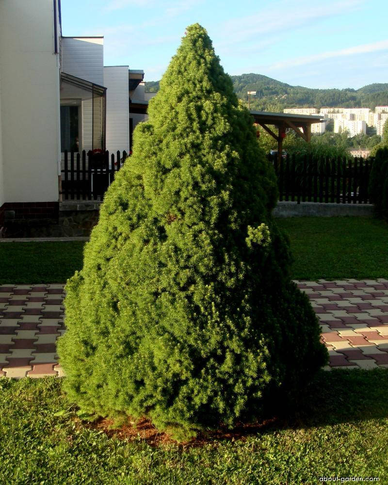 

Ель канадская сизая Коника Р9 (Picea glauca Conica)