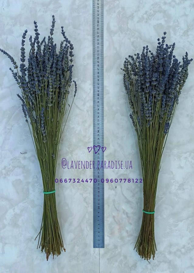 

Лавандин, букет лавандина, сухоцвет лавандина