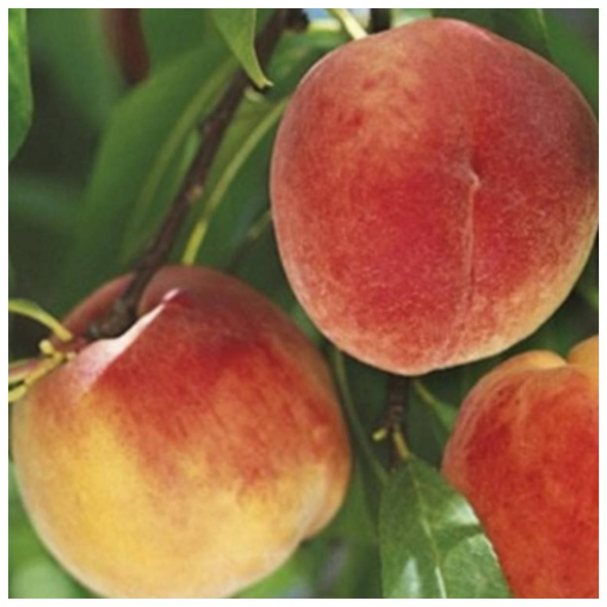 

Персик Бенедикт средний