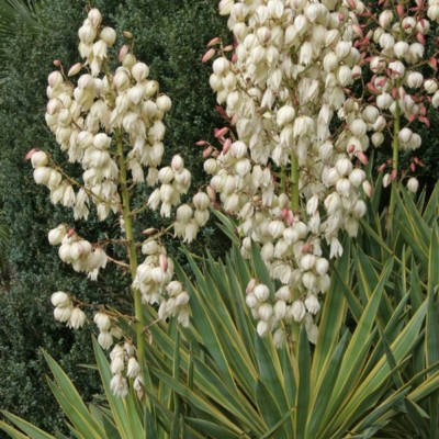 

Юкка пестролистная Yucca gloriosa Variegata 2сем