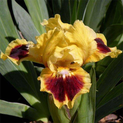 

Ирис Jazzamatazz (корневища)