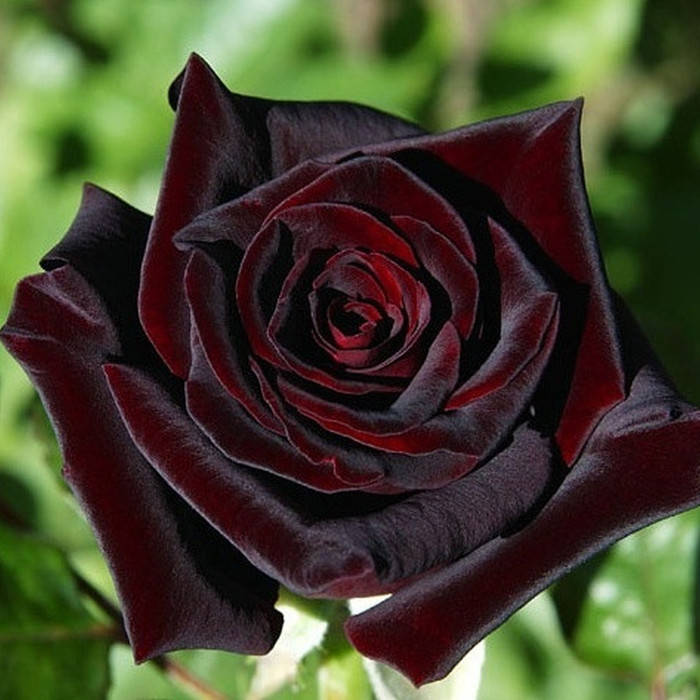 

Блэк Бьюти (Black Beauty)
