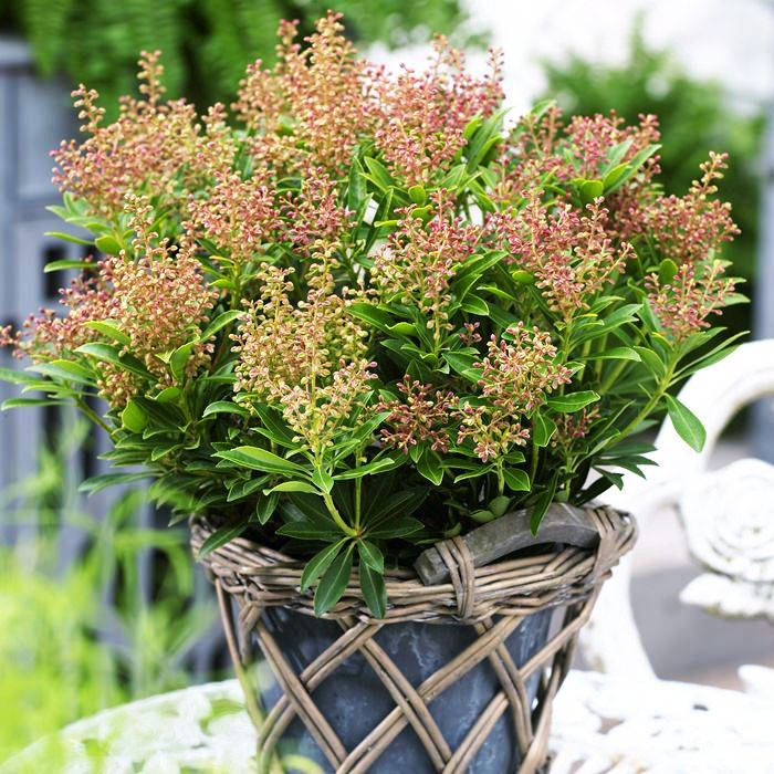 

Пиерис японский Дебютант / Pieris japonica Debutante / С1,5