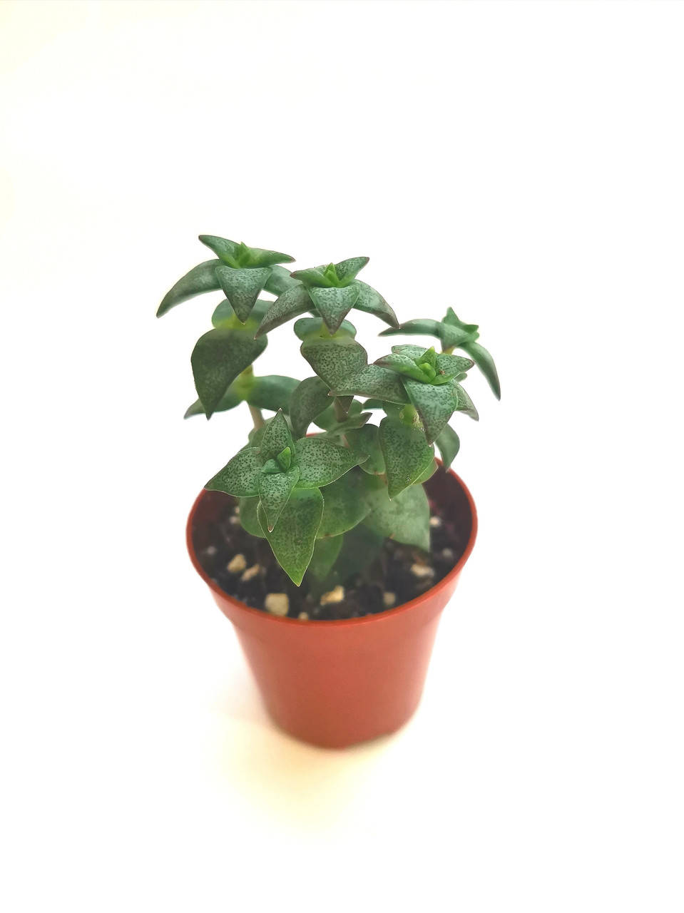 

Крассула Crassula Perforata Суккулент Комнатное растение