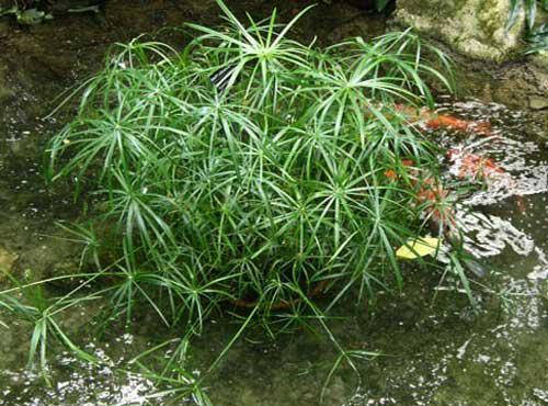 

ЦИПЕРУС, СЫТЬ (большой куст в сетчатом горшке)