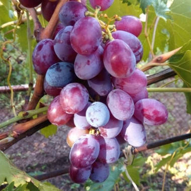 

Черенки винограда Абу Хасан