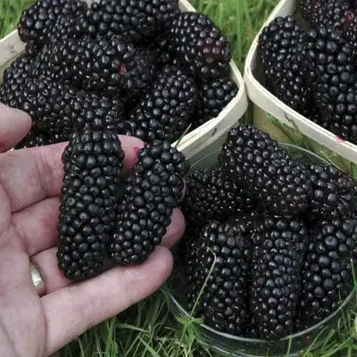 

Шелковица "СТАМБУЛЬСКАЯ ЧЕРНАЯ" крупноплодная 2-летняя / Саженцы / Премиум Качество