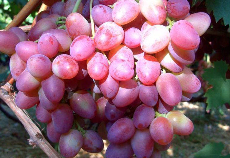 

Саженцы винограда ПАРИЖАНКА сверх ранний