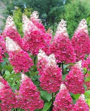 

Гортензія волотиста Пінкі Вінкі/ Гортензія волотиста Ногами Вінкі /Hydrangea paniculata Pinky Winky,р9 горщик