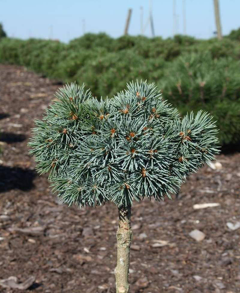 

Picea engelmannii Hobo C-5 Pa