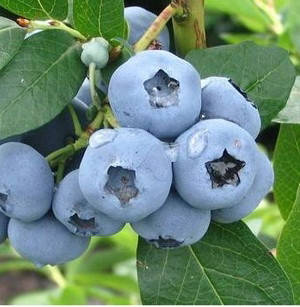 

Саженец черники (голубики) БЛЮЭТТА (Bluetta) - ранний, 1-летний