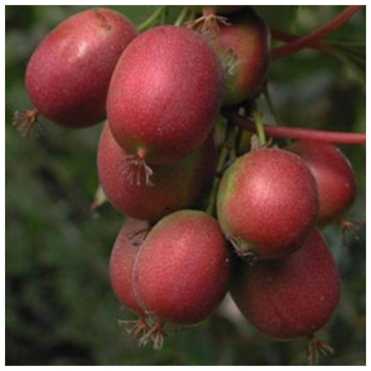 

Актинидия аргута Скарлет Септембер Квин