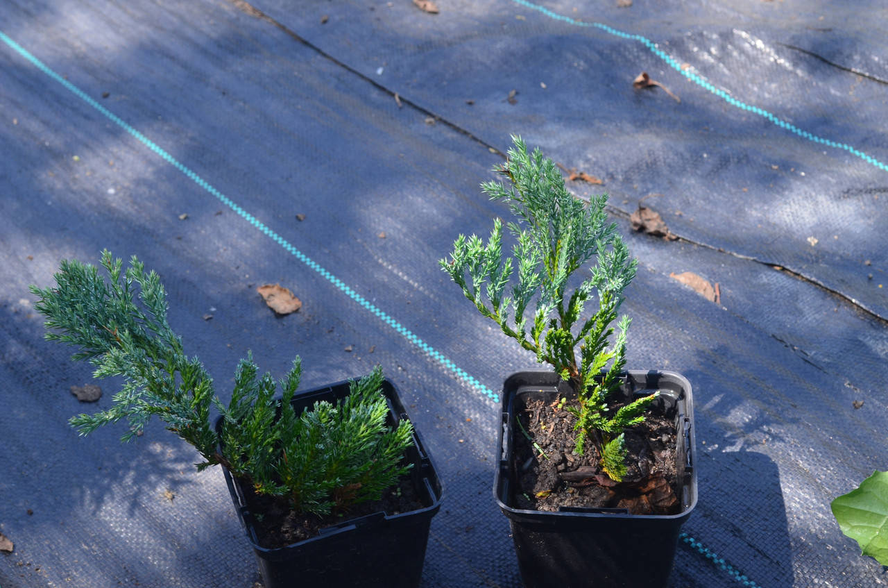 

Блю чип. Можжевельник горизонтальный