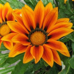 

Семена Газания (Гацания) жестколистная Кисс F1 Оранж 5 шт Syngenta, Оранжевый